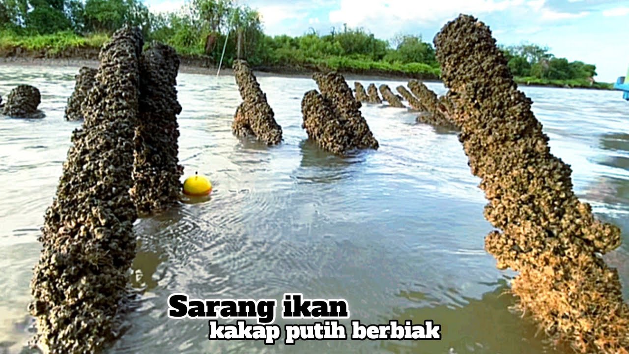Musim ikan kakap putih berkembang biak! Mancing kakap putih besar