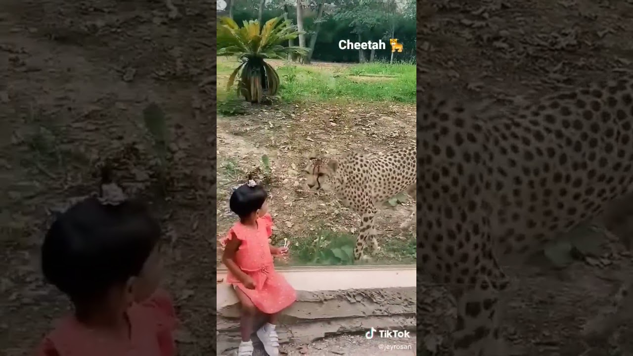 Tiger attack children - Cheetah attack kid #short #tiger