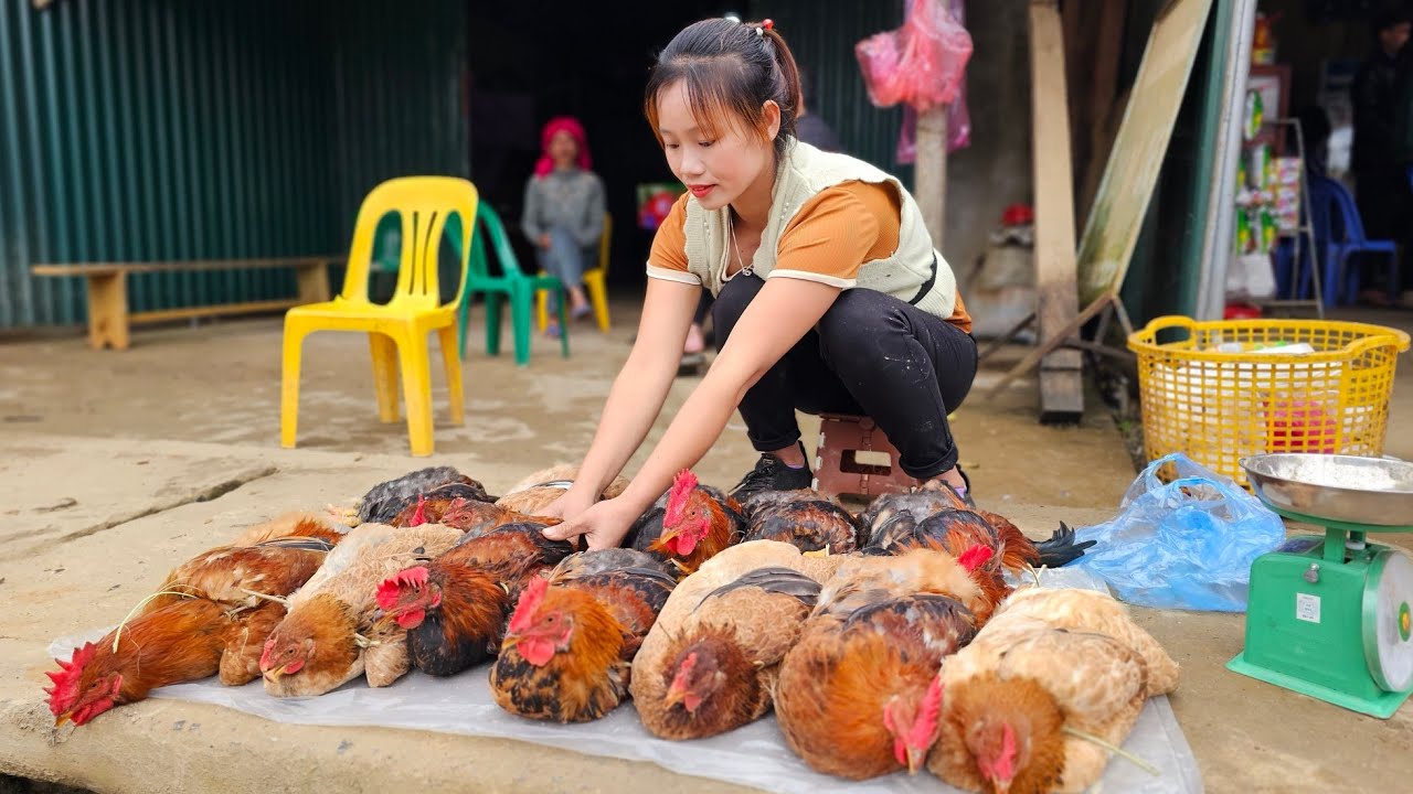 Selling hill chickens at highland markets - Buy goslings to raise l Lý Thị Sai
