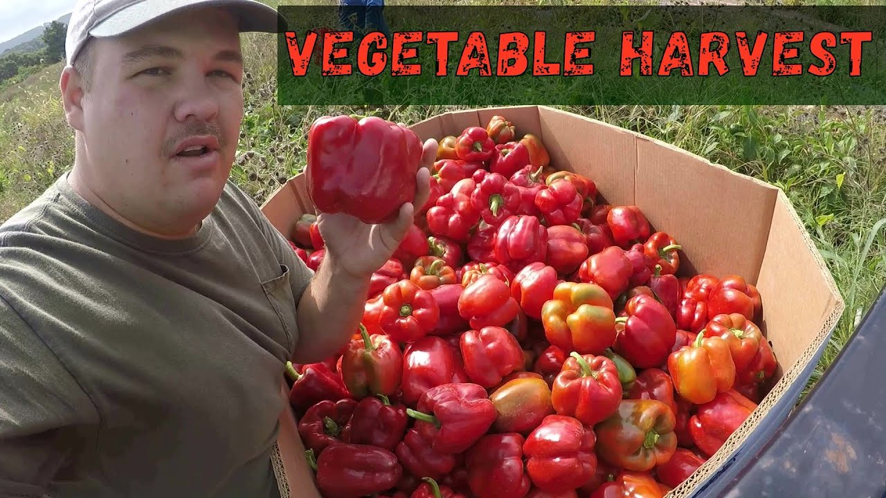 OUR VEGETABLES WONT GIVE UP