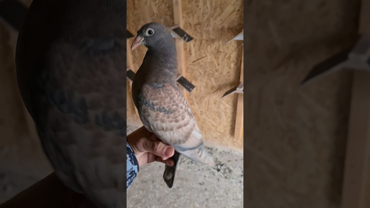 extrem  pigeon loft amazing colours 