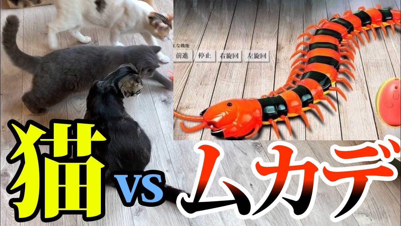 猫カフェでムカデのラジコン暴走！！猫達はどんな反応？？