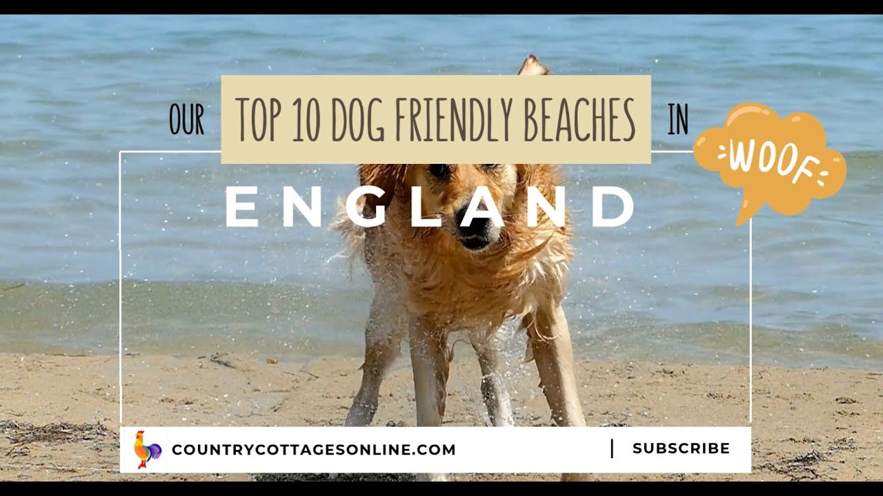 Best Dog-Friendly Beaches in England