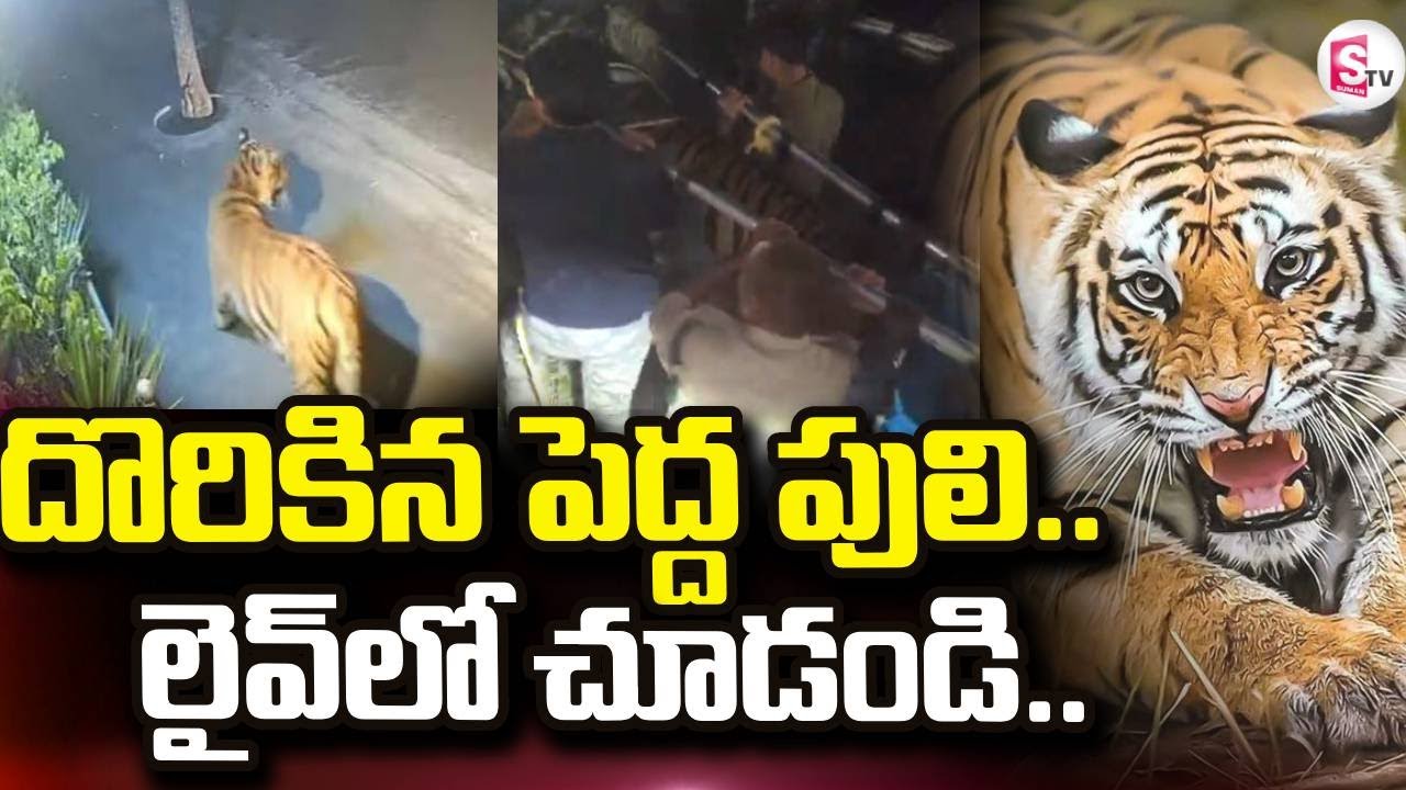 చిక్కిన పెద్దపులి | Tiger Catch at Ramachandrapuram | Tiger at Kurmapuram | | SumanTV Janaki