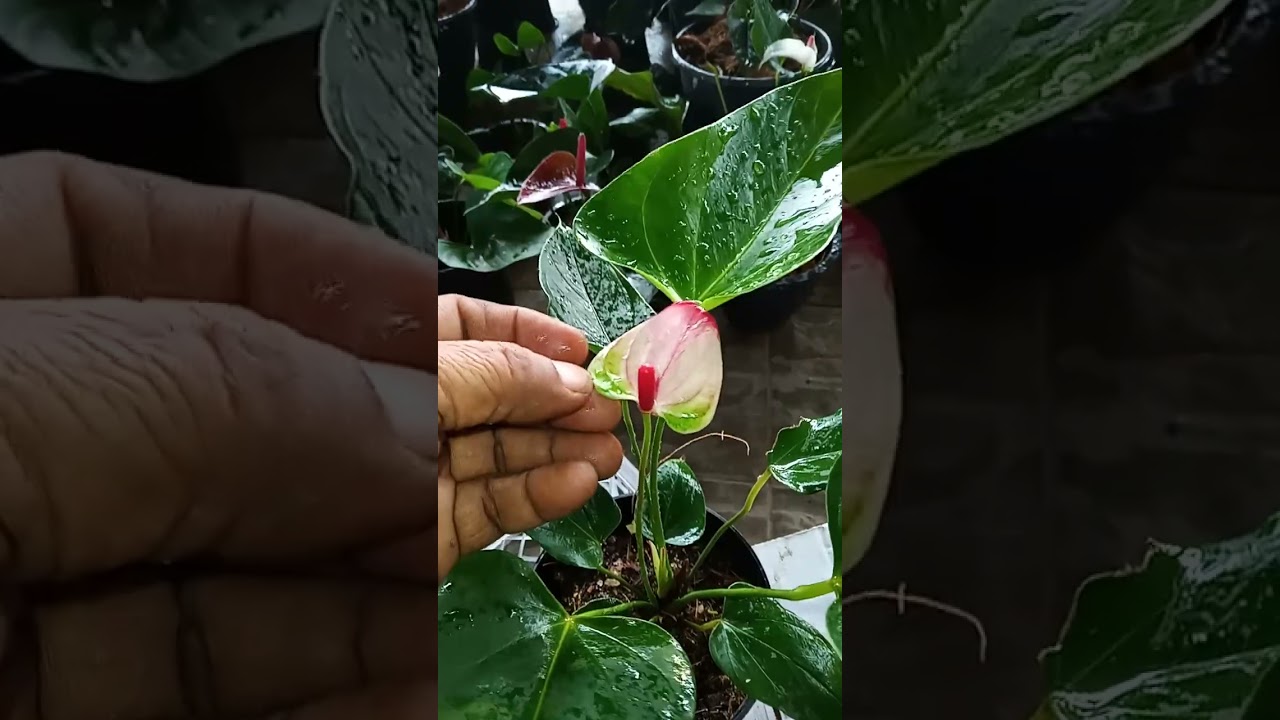 🌹🌹වටිනා  පැකේජ්  දෙකක්  42  43 පැකේජ් 🌹🌹