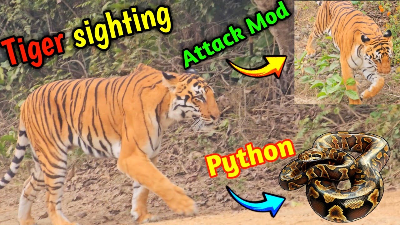 Tiger Sighting in Jhirna Zone  Queen of Jhirna on Patrol 