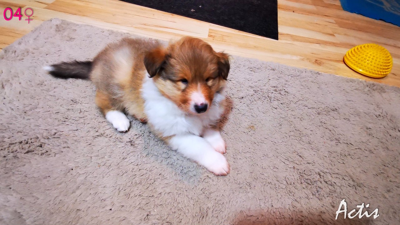 Collie rough puppy female 04 Owczarek Szkocki suczka 04