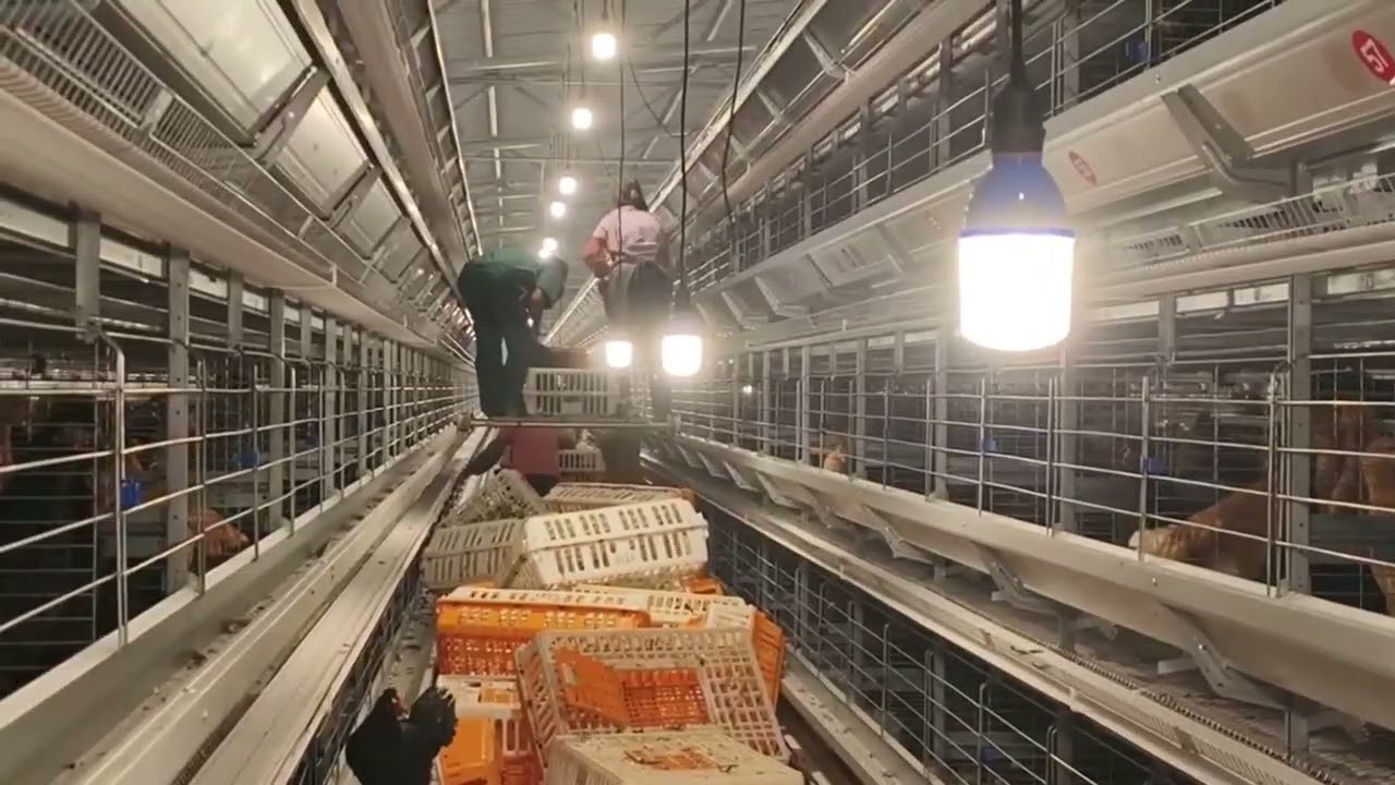 Layer Cages Project Completed | From Planning to Delivery