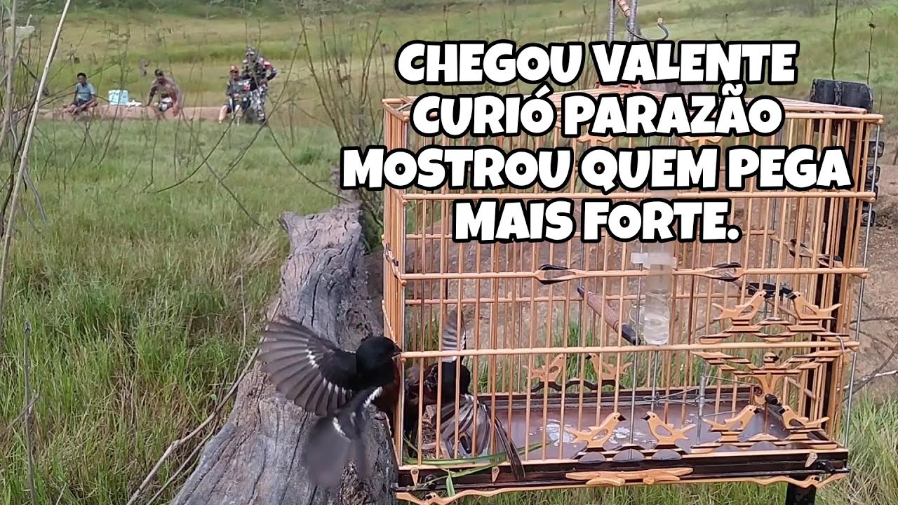 OS CURIÓ DA ILHA SÃO MUITO VALENTE - DERAM TRABALHO PRO CURIÓ PARAZÃO - TEMPORADA 2024 A TODO VAPOR