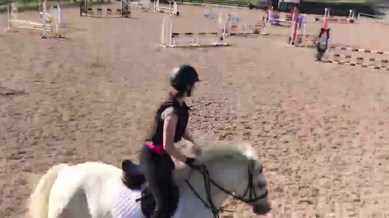 Top performance pony