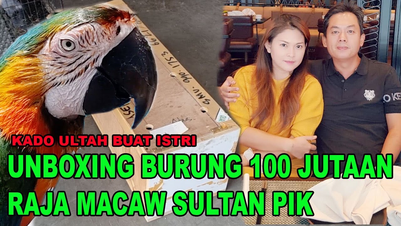 UNBOXING MACAW HARGA 100 JUTAAN - RAJA MACAW PIK