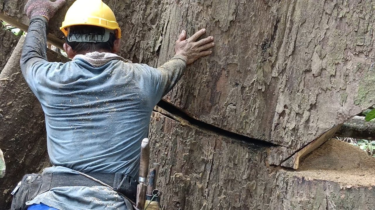 TUMBANGNYA KAYU MERANTI BESAR  SANGAT BERBAHAYA