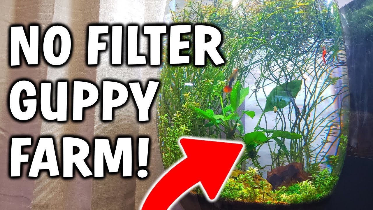 NO FILTER, NO NOTHING - GUPPY BREEDING FARM TANK!