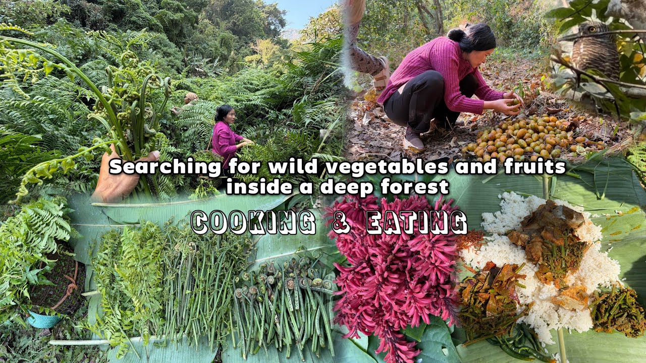 Searching for lots of wild vegetables and fruits in deep forest 