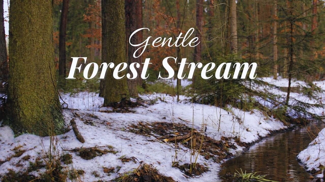 Still Forest Stream for Relaxation | Flowing Water