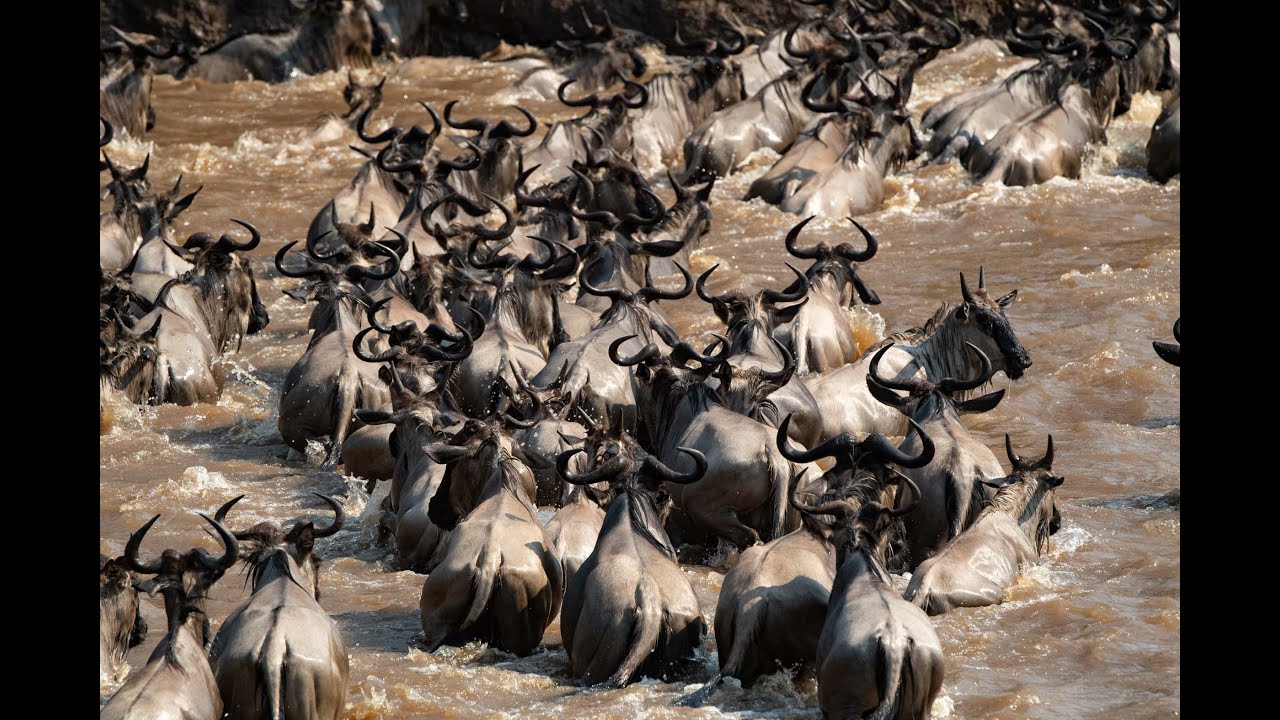 Wildebeest Migration River Crossing | Serengeti National Park, Tanzania