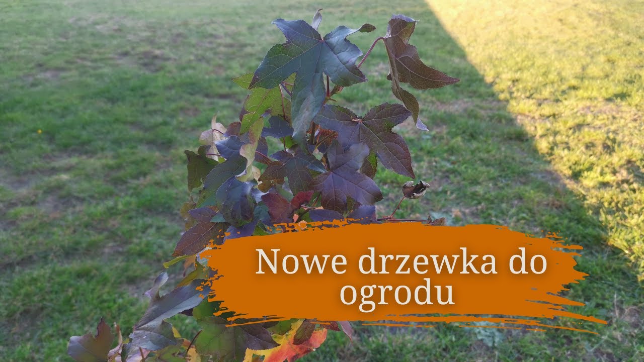Nowe drzewka do ogrodu