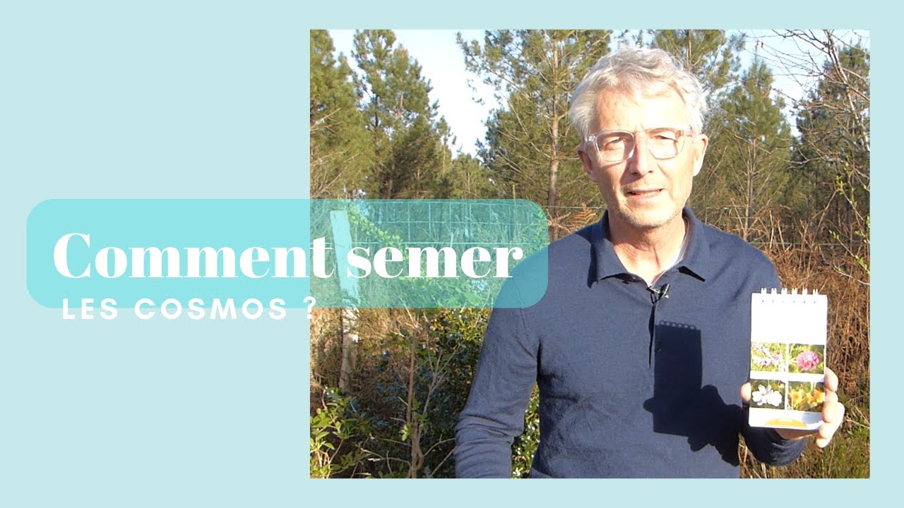 Comment semer les cosmos ? - Monjardindansleslandes