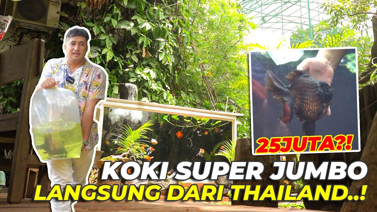 KOKI SUPER JUMBO INI LANGSUNG DARI SHOGUN FARM THAILAND, LANGKA BANGET..!