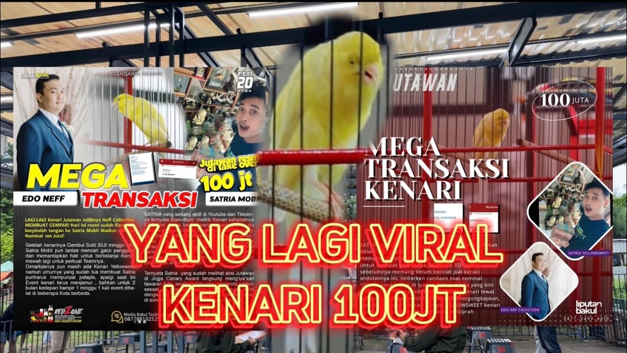 YANG LAGI VIRAL KENARI 100JT ‼️ KITA RIVIEW SEPERTI APA BURUNGNYA OTW MARKAS KLATEN.