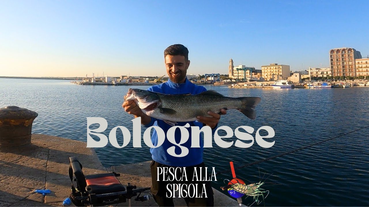 Pesca bolognese Esplosione all'alba la grande spigola non ha resistito alla mia Esca il Gamberetto