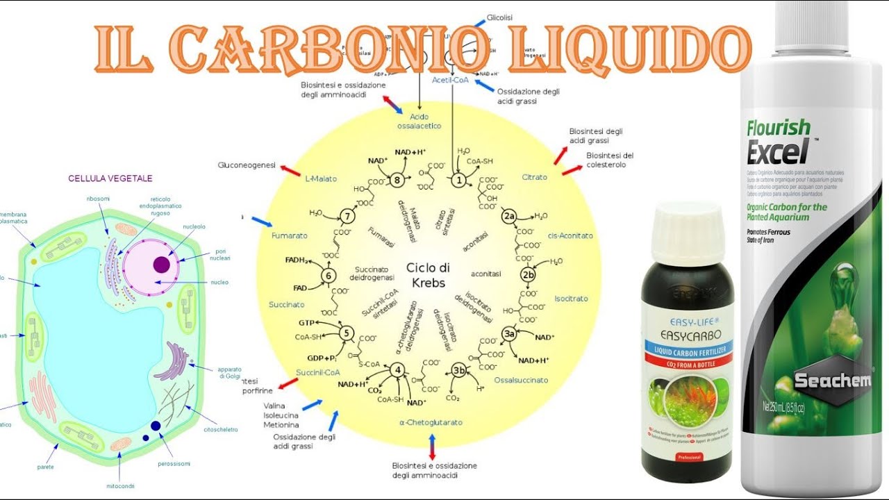 Il carbonio liquido in acquario: (Gluteraldeide) Seachem excel e Easy life carbo
