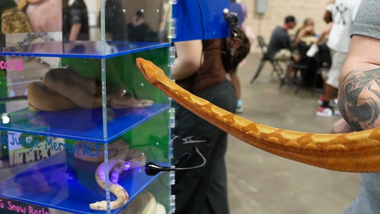 Inside Tampa’s FIRST Reptilian Nation Show — Did We Bring One Home?!