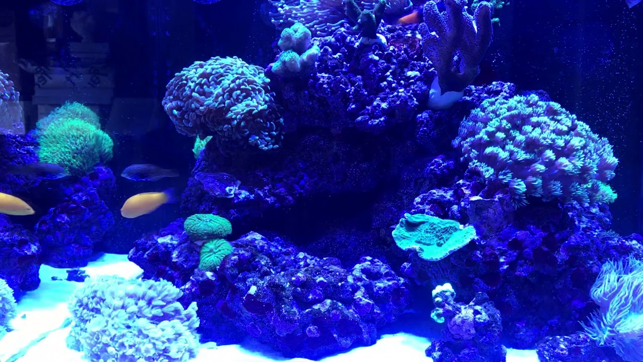Red Sea Reefer 170 - 10 month overview - Part 1