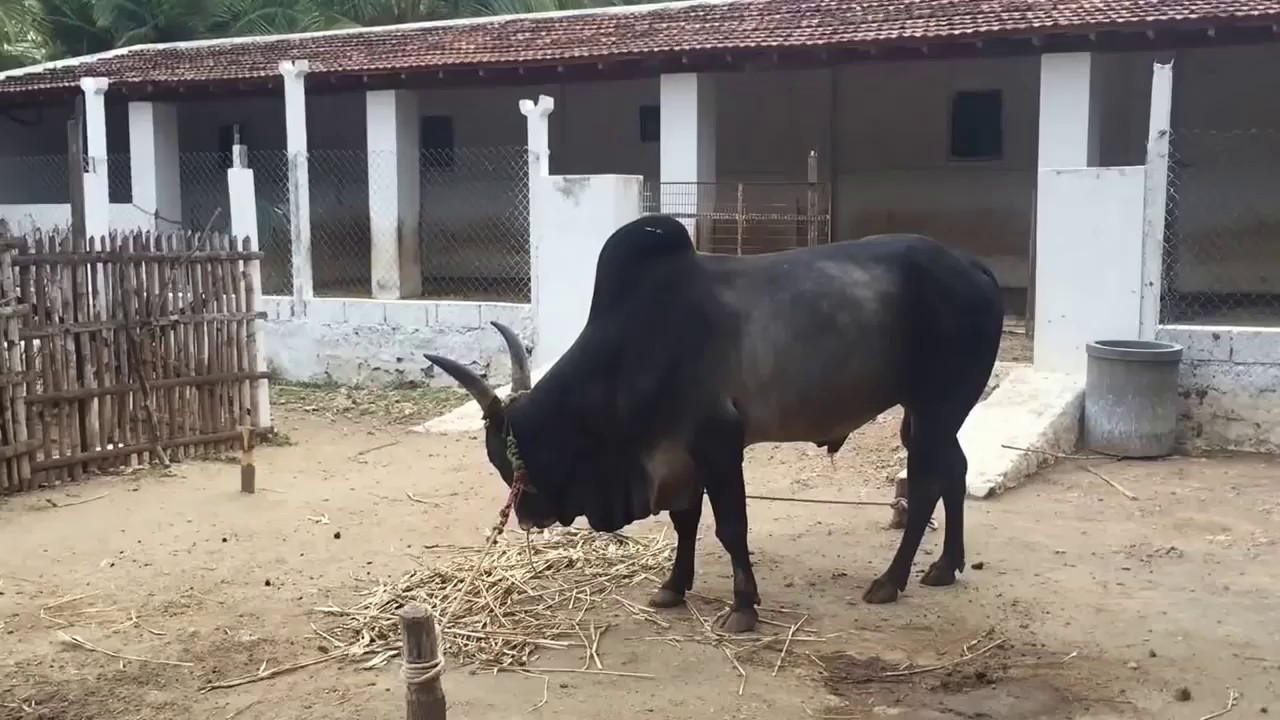 Senaapathy kangayam cattle research foundation Kuttapalayam