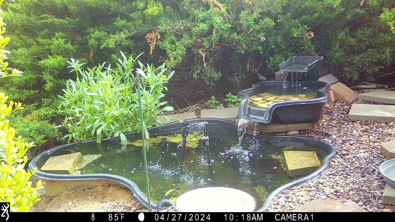 Thrasher chasing bugs in the spreader in the pond area.