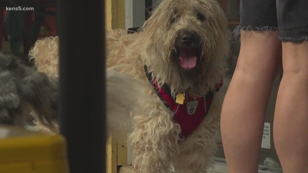 People abandoning dogs at San Antonio restaurant, bar