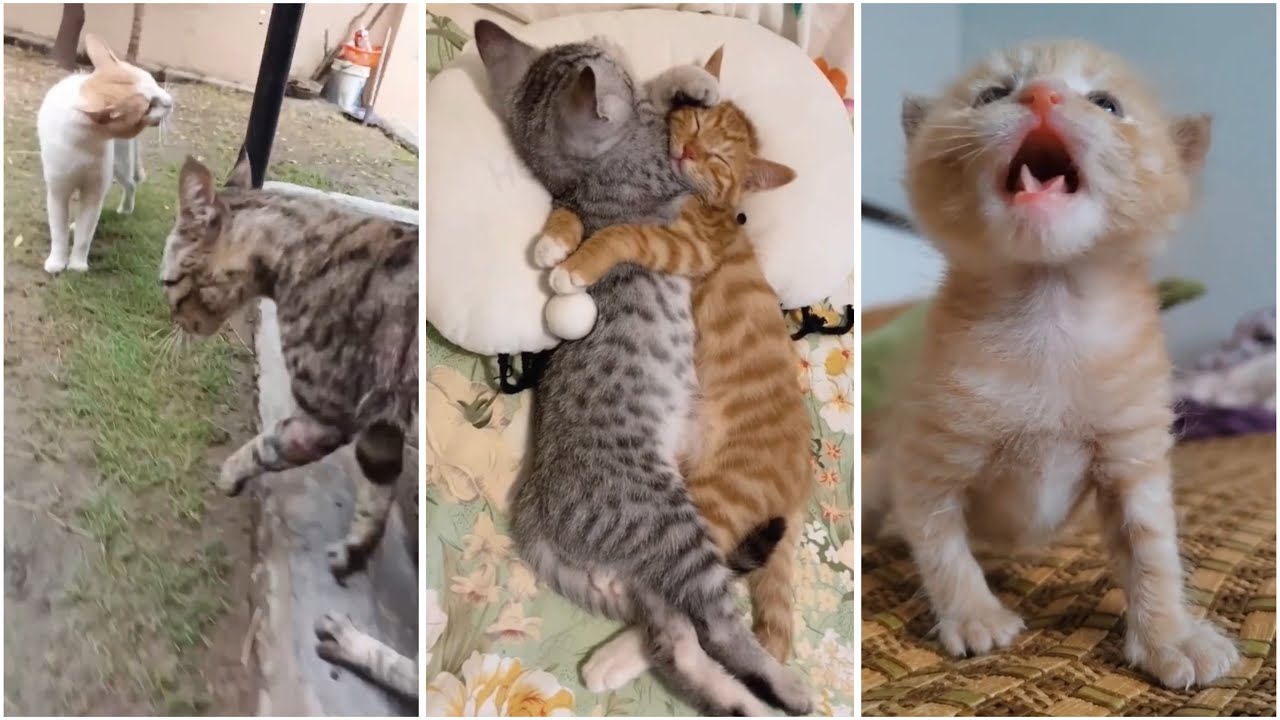 Cat funny moments 🤣🤣 funny cat compilation
