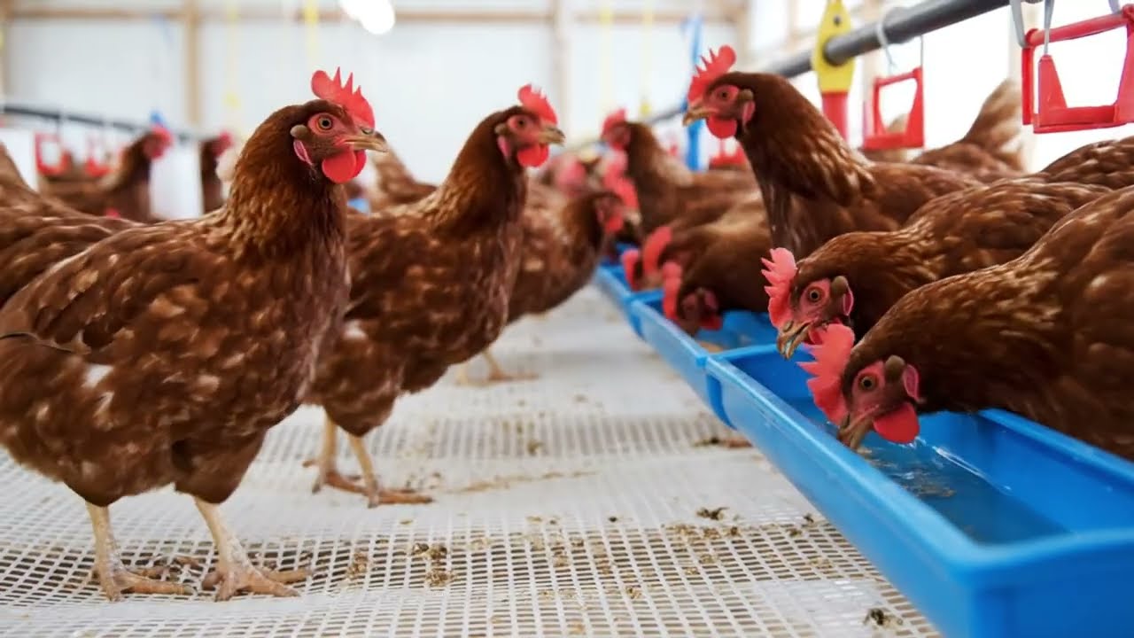 Exploring a Commercial Chicken Farm What Really Happens