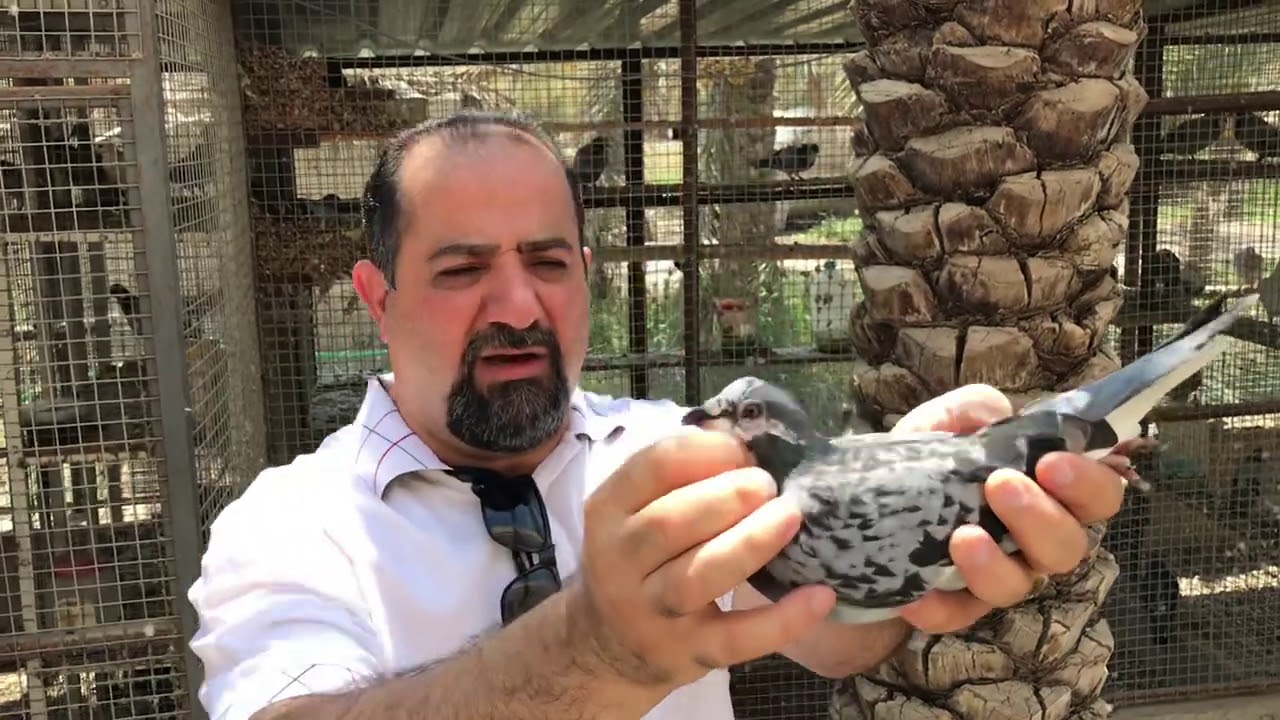 سهيل المبارك يشرح عن امهات الافراخ الحمام عند احمد جنو بالموصل