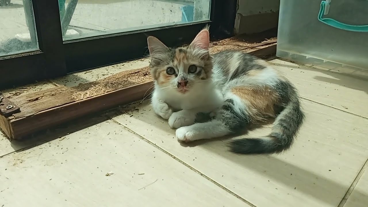 Cats & kittens are 861 & 770 & 696 & 613 & 512 & 495 & 447 & 371 & 256 & 218 & 118 &278 &212 &110&76