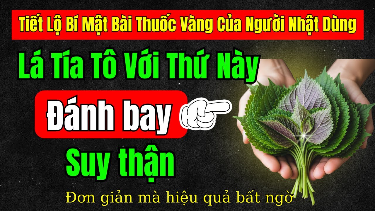 Người thận yếu: Dùng LÁ TÍA TÔ THEO 5 CÁCH NÀY giúp hạ creatinine, hết sạch tiểu đêm, ngủ ngon hơn!