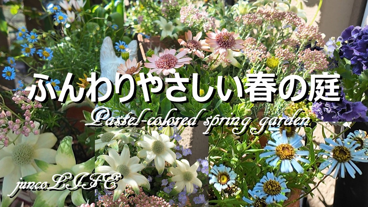 花のワルツさん＆ローズガーデンカネコさん購入品紹介＊パステルカラーの寄せ植えづくり ＊猫ちゃん