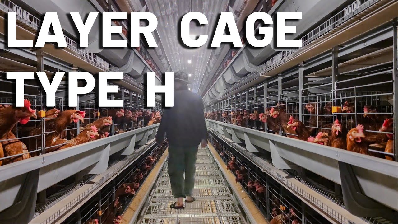 100,000 Layer Chickens Farm Controlled By One Staff ?