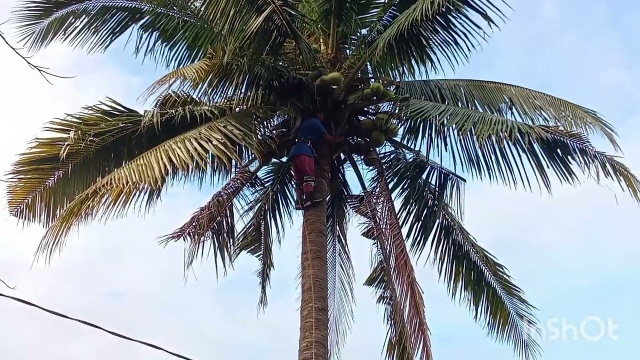 Can we buy your coconuts? 