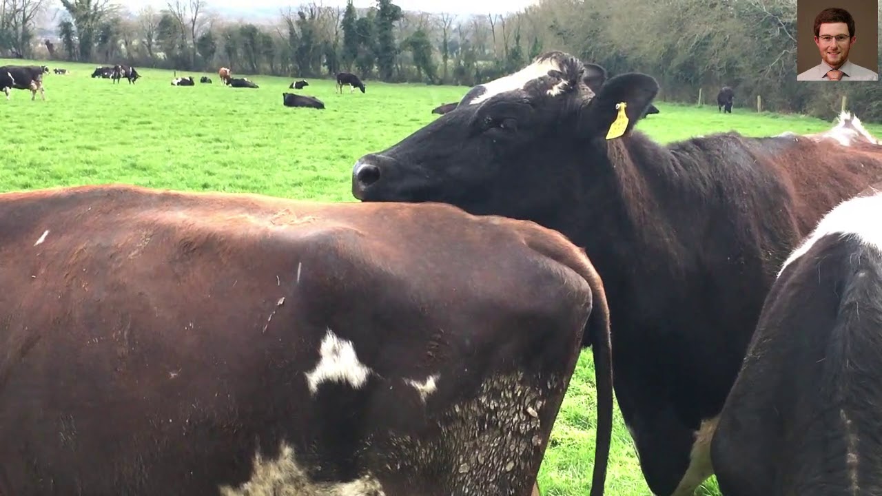 Heat detection during the breeding season - Stephen Moore