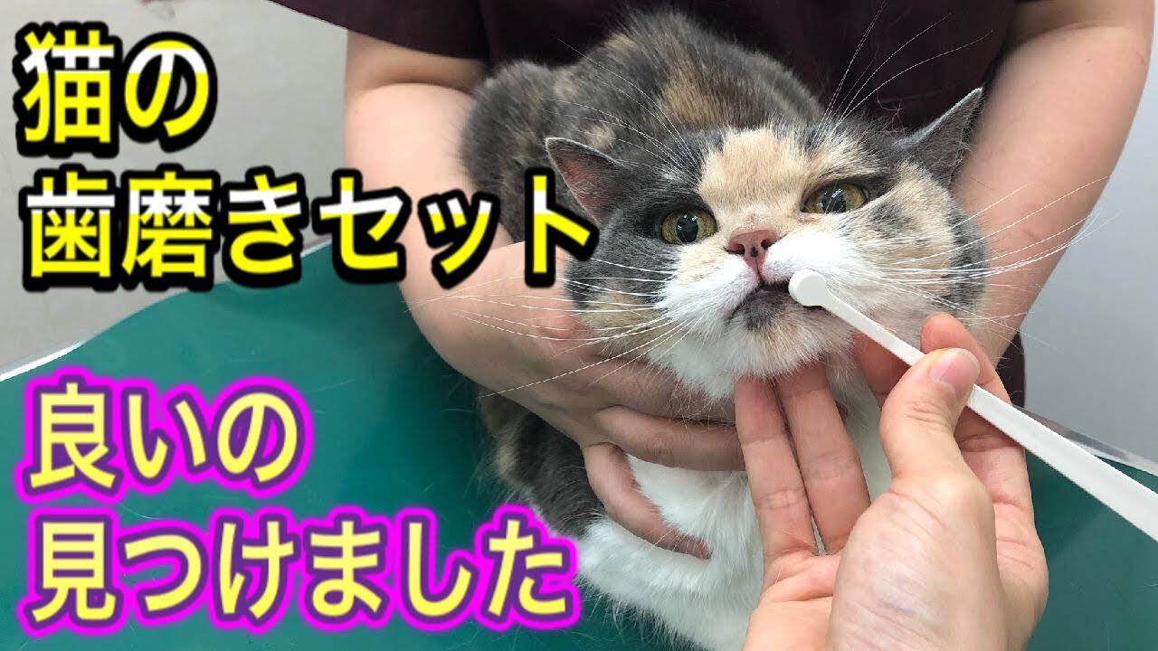 【猫の歯磨きのやり方】獣医師が理想の形に近い歯磨きセット見つけたので試してみました。