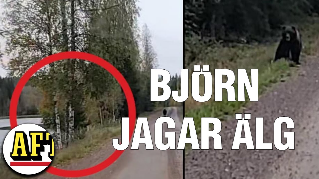 Bj&ouml;rn jagar panikslagen &auml;lg &ndash; &ouml;gonblicket f&aring;ngas p&aring; film
