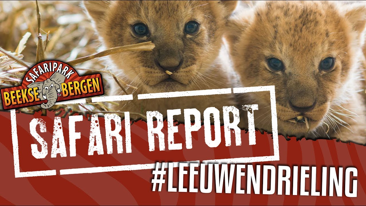 SAFARI REPORT | #68 LEEUWENDRIELING