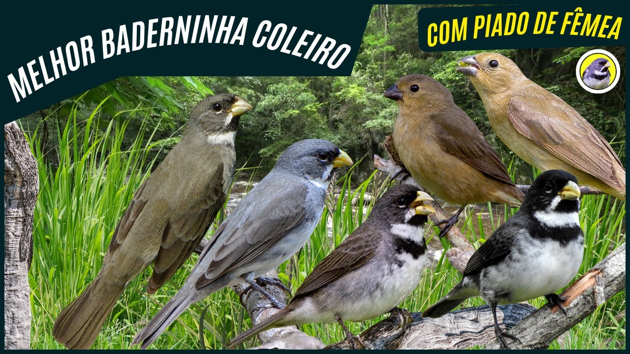 🐦 Meia Hora Melhor Baderninha De Coleiro Com Chamado e Piado De Fêmea┃Sons Da Natureza 🎶