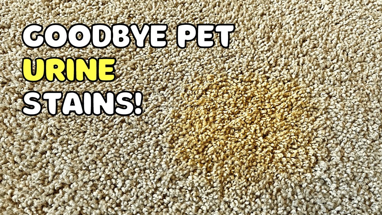 How to Remove Set-In Urine Stains From Carpet (Dog or Cat)
