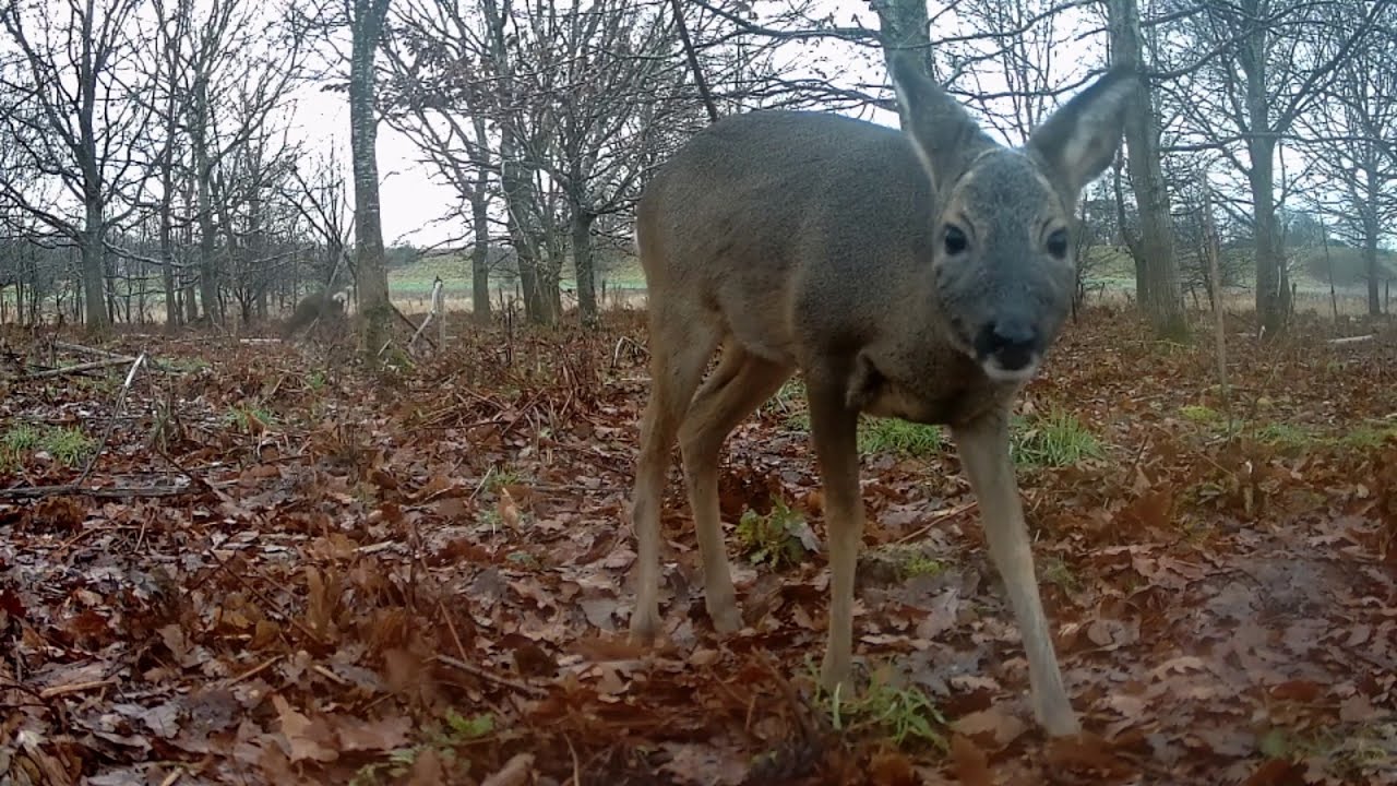 Woodland Trail Camera Footage