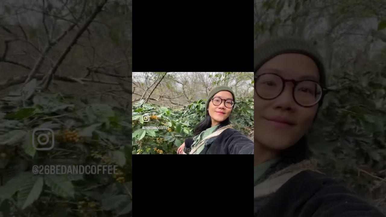 Let&rsquo;s Harvest and Processing 2024 : Baan Pang Khon/ Dec