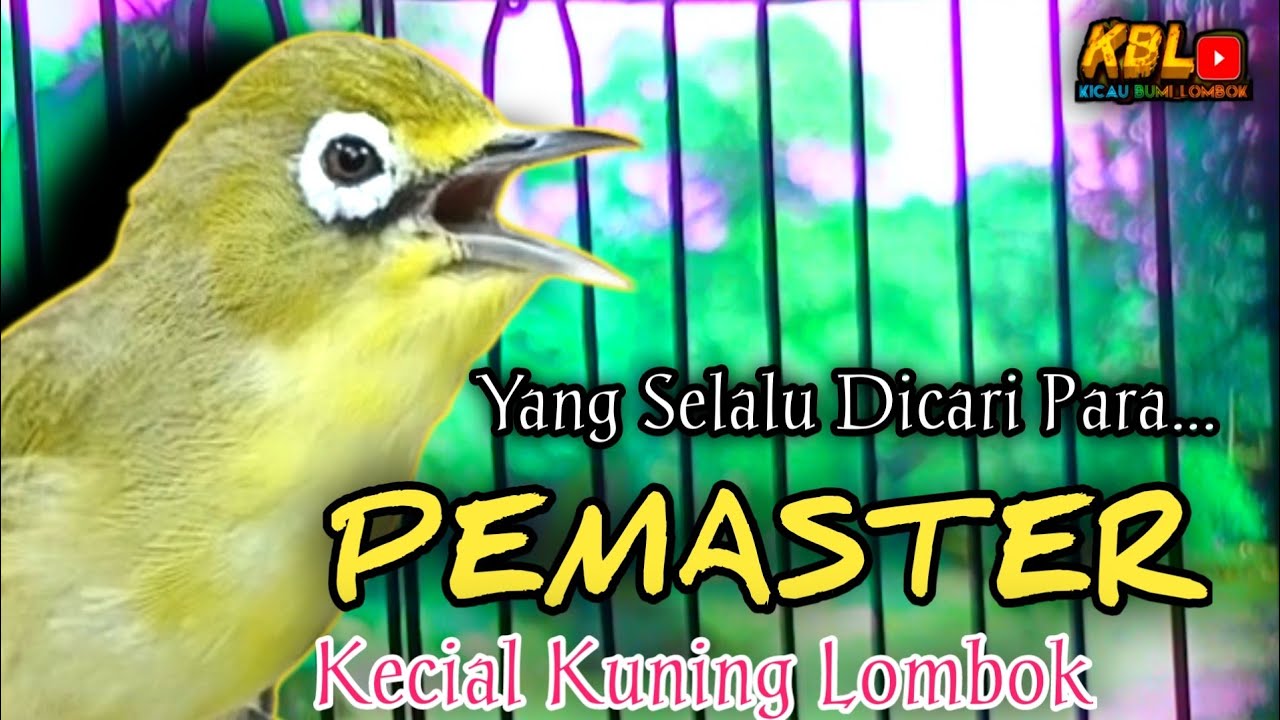 CIAK CIAK JOSS KECIAL KUNING AMPUH||PANCINGAN KECIAL MALAS BUNYI||