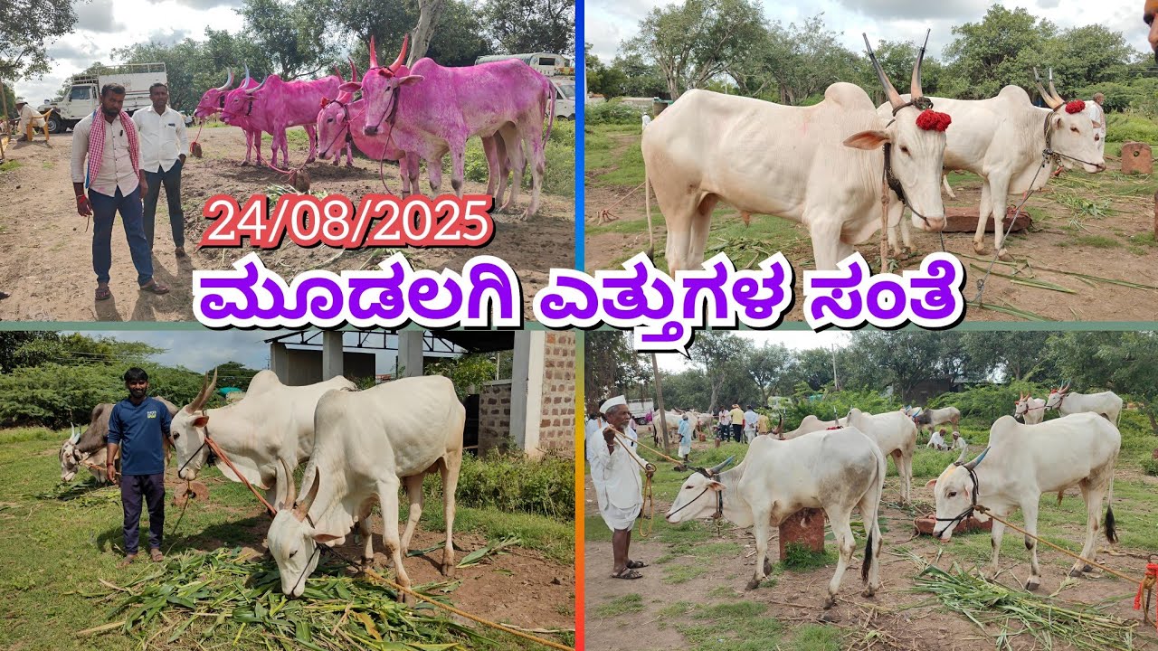 ಶ್ರಾವಣಮಾಸದ ನಂತರ ಮತ್ತೆ ಶುರುವಾದ ಭರ್ಜರಿ ವ್ಯವಹಾರ||Mudalagi bailbajar #bullsmarket #oxenmarkets #khilar 