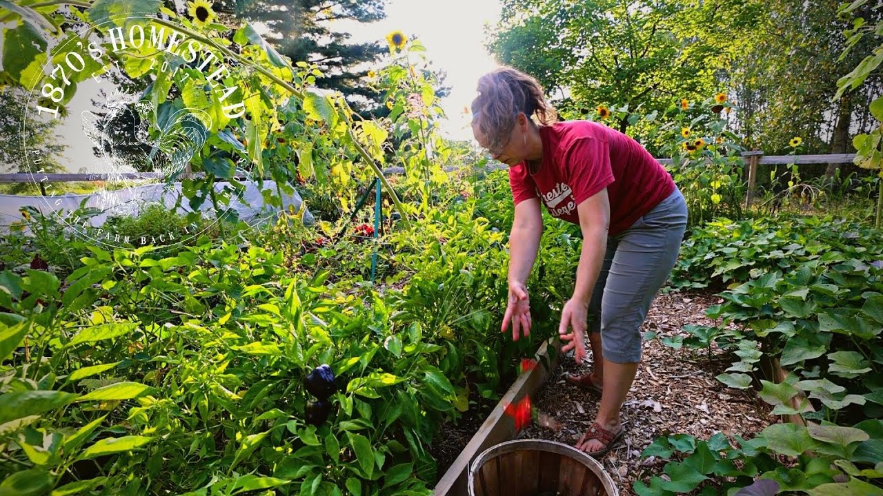 A Late Summer Evening Harvest | Garden With Me